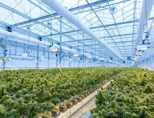 Beyond Buds Cannabis Farm
